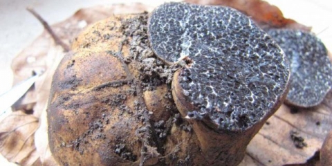 Tartuf-žabočina: kako razlikovati gdje rastu, opis i fotografija